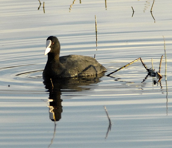 Etang du Moulin-Neuf, Plounrin (22), 18 dcembre 2006, photo Jean-Michel Lucas.