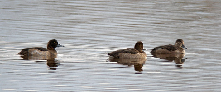 Femelle ( droite) avec 2 Fuligules morillons, tang de Goulven (Finistre), 23 novembre 2010, photo Franois Sit.