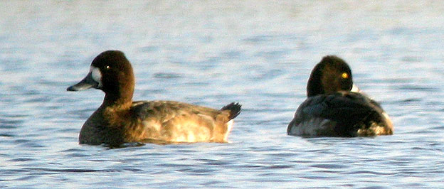 Fuligules  tte noire, femelle  gauche et mle  droite, tang du Curnic, Guissny (Finistre), 17 novembre 2007, photo Franois Sit.