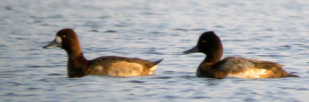 Fuligules  tte noire, femelle  gauche et mle  droite, tang du Curnic, Guissny (Finistre), 17 novembre 2007, photo Franois Sit.