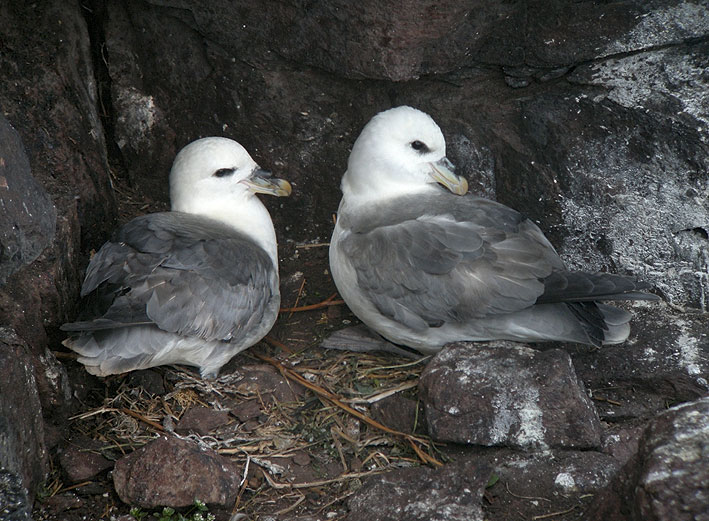 Couple reproducteur, Cap Frhel (Ctes-d'Armor), 24 avril 2013, photo Franois Sit.