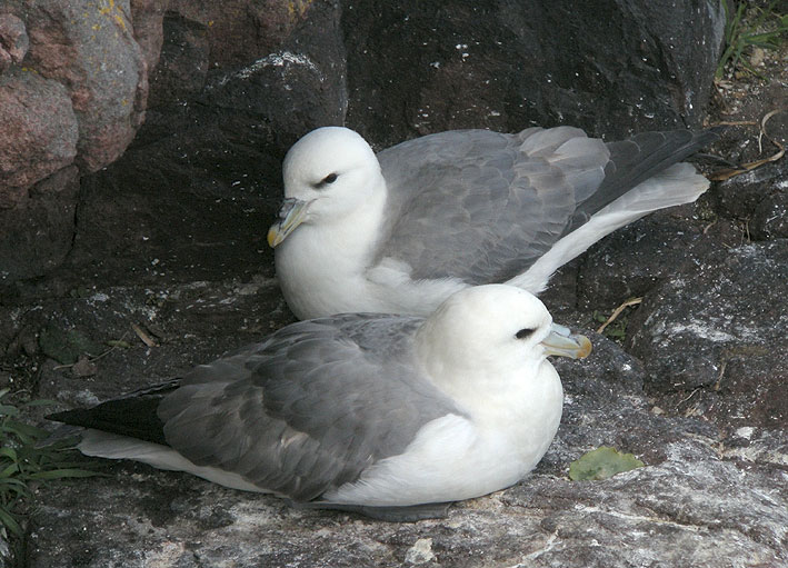 Couple reproducteur, Cap Frhel (Ctes-d'Armor), 24 avril 2013, photo Franois Sit.