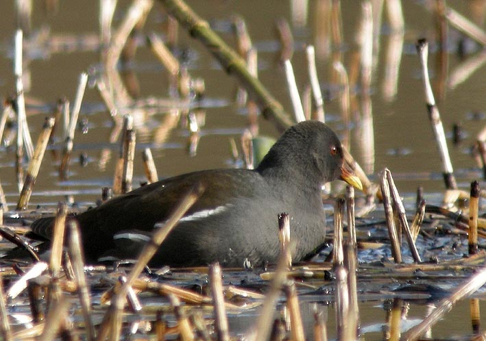 Sub-adulte, tang du Moulin-Neuf, Plounrin (22), 11 fvrier 2009, photo Franois Sit.