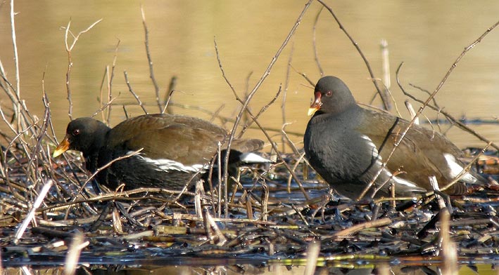 Sub-adultes, tang du Moulin-Neuf, Plounrin (22), 12 fvrier 2009, photo Franois Sit.