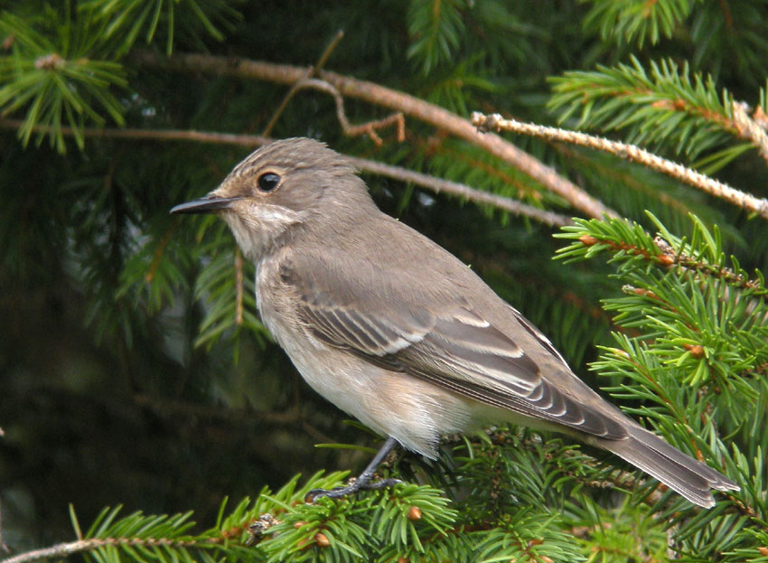 Adulte en migration, Kergreis, Plougonven (Finistre), 19 aot 2012, photo Franois Sit.