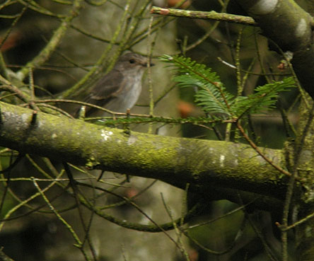 Adulte en migration, Landes du Cragou, Plougonven (Finistre), 9 septembre 2010, photo Franois Sit.