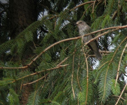 Adulte en migration, Landes du Cragou, Plougonven (Finistre), 9 septembre 2010, photo Franois Sit.