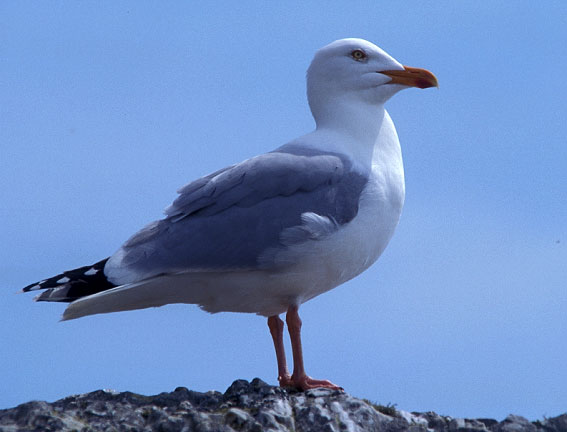 Pointe de Dinan, Crozon (29). Mai 2000, photo Jean-Michel Lucas.