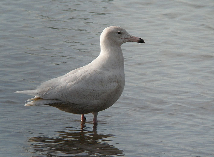 Juvnile de premier hiver, Port de Porsguen, Plouescat (Finistre Nord), 15 fvrier 2009, photo Franois Sit.