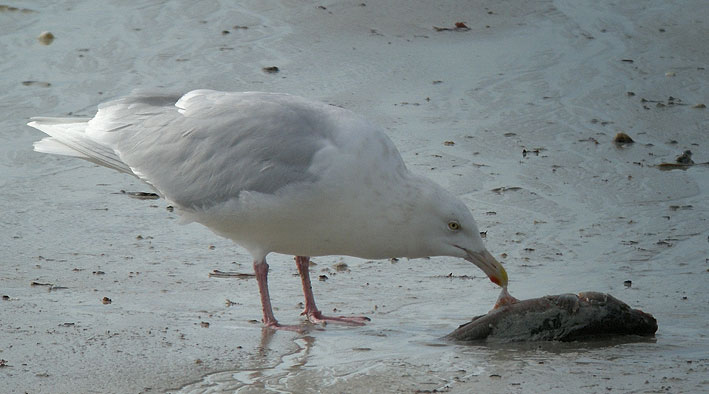 Adulte, Port de Porsguen, Plouescat (Finistre Nord), 15 fvrier 2009, photo Franois Sit.