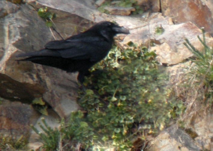 Grand Corbeau, Finistre, mars 2009, photo Franois Sit.