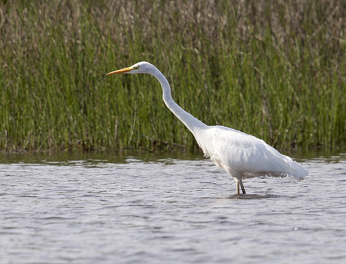 Etang de Plounrin (Ctes d'Armor), 9 aot 2014, photo : Jean-Michel LUCAS.