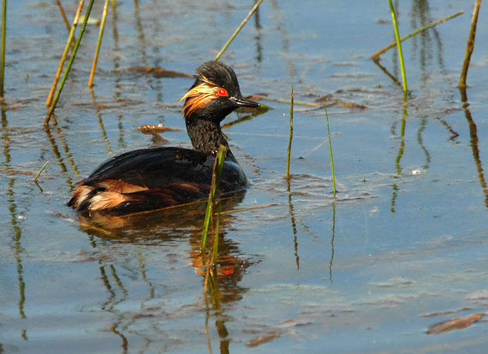 Adulte en plumage nuptial, Brenne, 16 mai 2011, photo Jean-Michel Lucas.