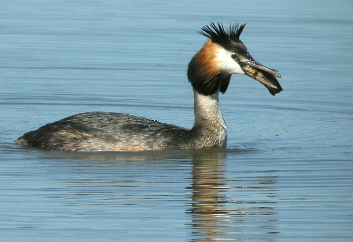 Adulte en plumage nuptial, Brenne, 17 mai 2011, photo Franois Sit.