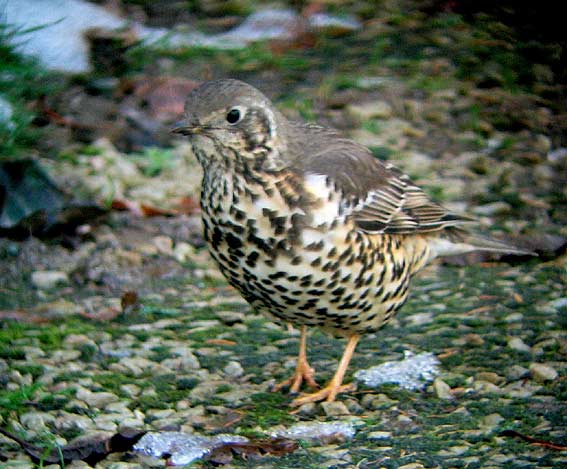 Kergreis, Plougonven (29), 10 dcembre 2005. Photo  Franois Sit.