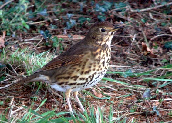 Kergreis, Plougonven (Finistre), 17 dcembre 2007, photo Franois Sit.