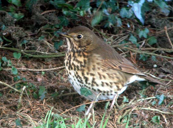 Kergreis, Plougonven (Finistre), 17 dcembre 2007, photo Franois Sit.