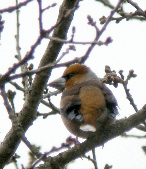 Mle adulte, Parc de Porz-an-Trez, Saint-Martin-des-Champs (29), 16 mars 2013, photo Franois Sit.