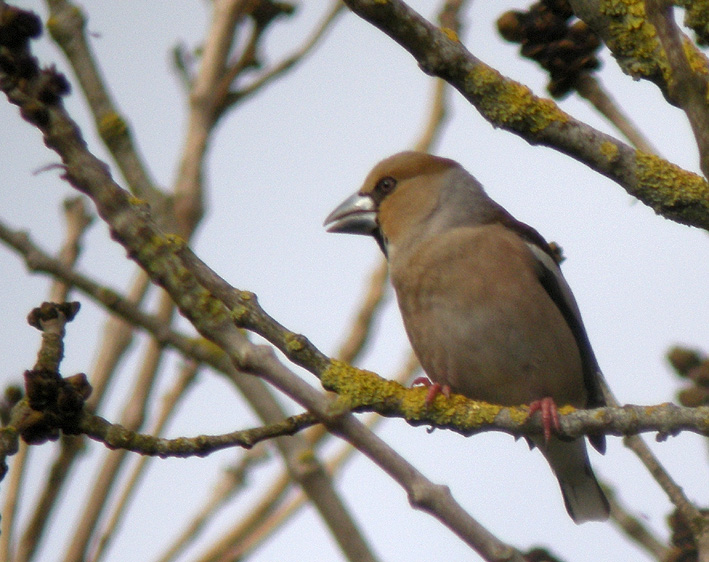 Femelle adulte, Parc de Porz-an-Trez, Saint-Martin-des-Champs (29), 23 mars 2013, photo Franois Sit.