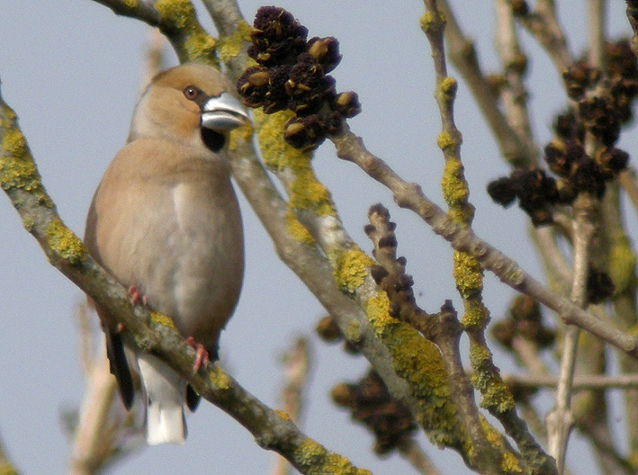 Femelle adulte, Parc de Porz-an-Trez, Saint-Martin-des-Champs (29), 23 mars 2013, photo Franois Sit.