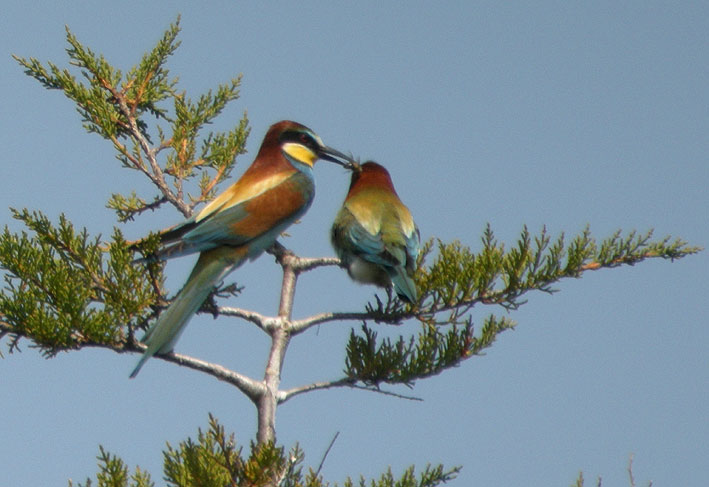 Couple, Ster Poulguen, Penmarc'h (29), 9 juin 2008, photo Franois Sit.