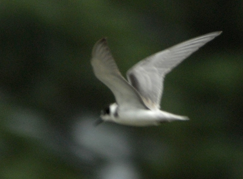 Juvnile, tang de Beffou (22), 5 septembre 2009, photo Jean-Michel Lucas.