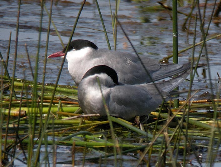 Adultes en plumage nuptial, Brenne, 17 mai 2011, photo Franois Sit.