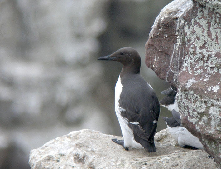 Adulte en plumage nuptial, Cap Frhel (Ctes-d'Armor), 24 avril 2013, photo Franois Sit.