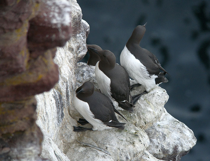 Adultes en plumage nuptial, Cap Frhel (Ctes-d'Armor), 24 avril 2013, photo Franois Sit.