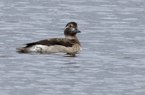 Juvnile, tang de Goulven (29), 18 novembre 2013. Photo : Jean-Michel Lucas.