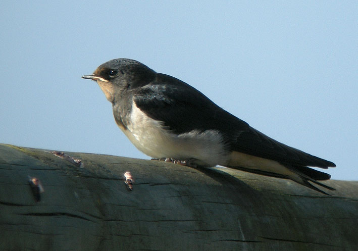 Juvnile, Clder (Finistre), 6 septembre 2009, photo Franois Sit.