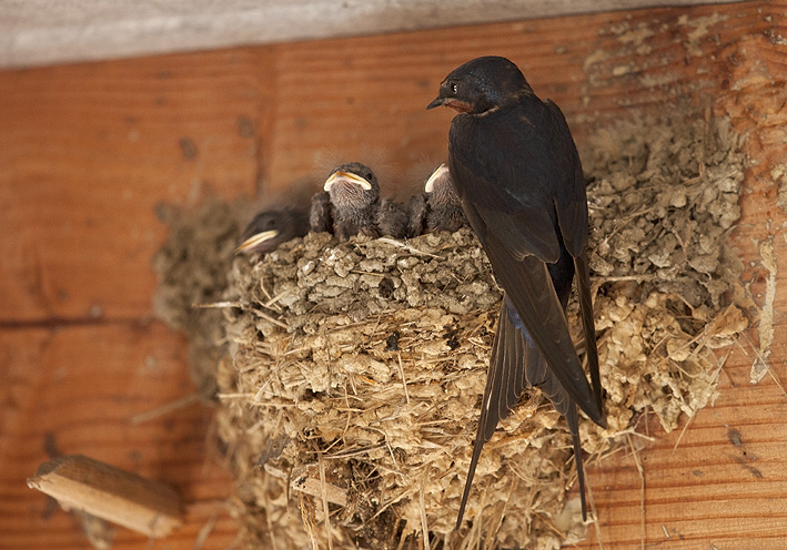 Adulte et niche, Sn (Morbihan), 30 mai 2013, photo Jean-Michel Lucas.