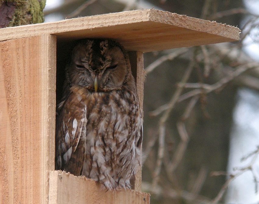 Adulte somnolant dans un nichoir, rserve naturelle du Cragou, Plougonven (Finistre), 18 mars 2014, photo  Franois Sit.