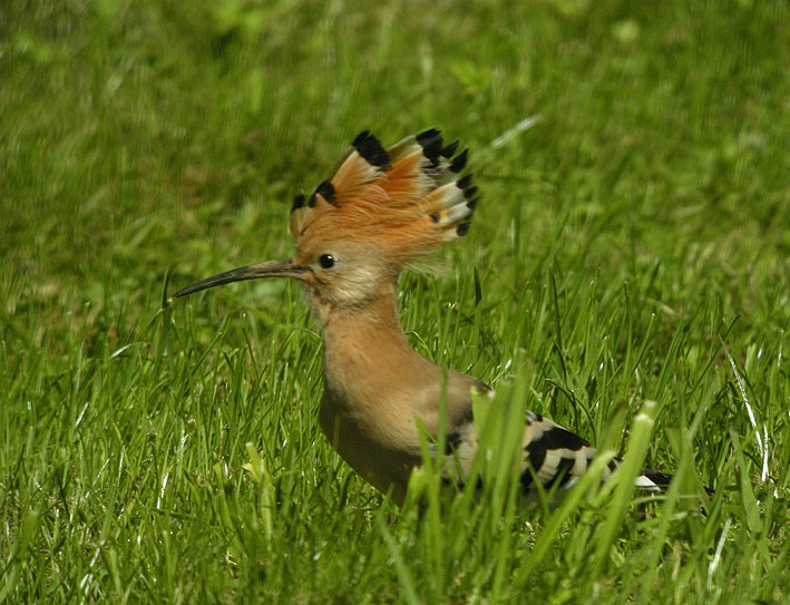 Huppe fascie, Kergreis, Plougonven (Finistre), 22 juillet 2012, photo Franois Sit.