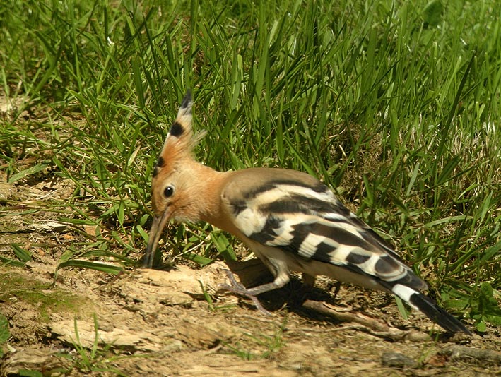 Huppe fascie, Kergreis, Plougonven (Finistre), 22 juillet 2012, photo Franois Sit.