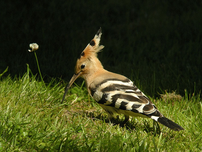 Huppe fascie, Kergreis, Plougonven (Finistre), 22 juillet 2012, photo Franois Sit.