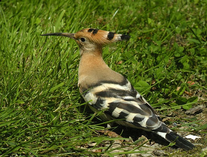 Huppe fascie, Kergreis, Plougonven (Finistre), 22 juillet 2012, photo Franois Sit.