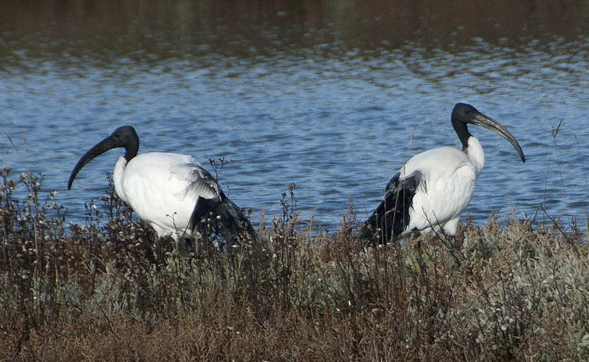 Marais de Lasn, Saint-Armel (Morbihan), 21 novembre 2013, photo Jean-Michel Lucas.