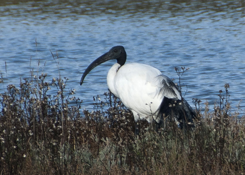 Marais de Lasn, Saint-Armel (Morbihan), 21 novembre 2013, photo Jean-Michel Lucas.