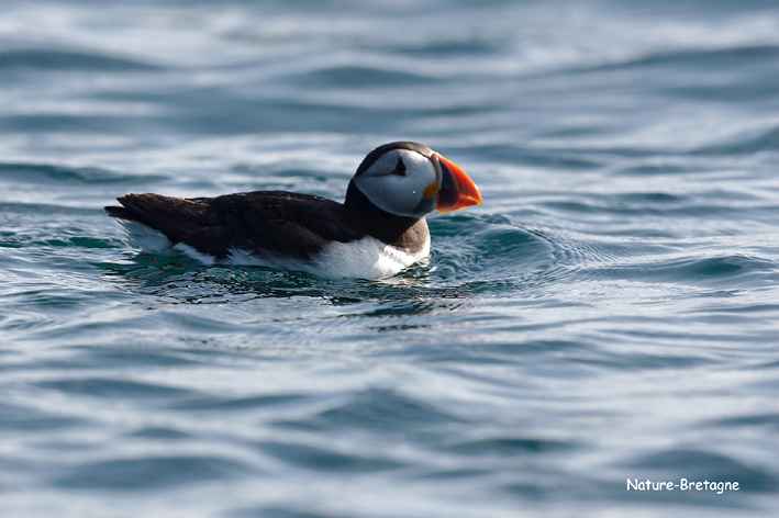 Adulte en plumage nuptial, Les Sept-les, Perros-Guirec (22), le 27 juin 2019, photo : Jean-Michel Lucas.