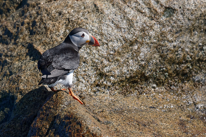 Adulte en plumage nuptial, Les Sept-les, Perros-Guirec (22), le 27 juin 2019, photo : Jean-Michel Lucas.