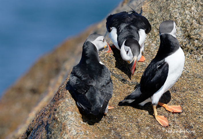 Adultes en plumage nuptial, Les Sept-les, Perros-Guirec (22), le 27 juin 2019, photo : Jean-Michel Lucas.