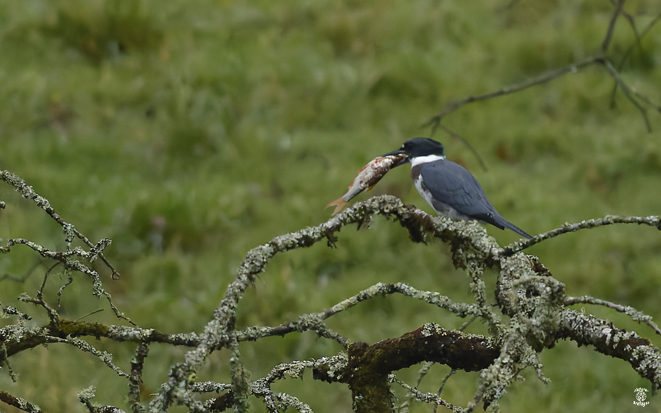 Martin-p�cheur d'Am�rique Immature ; Glomel, C�tes-d'Armor ; d�cembre 2025 ; photos : Jean-Michel Lucas.