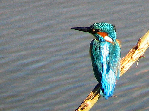 Embouchure du Douron, Plestin-les-Grves (22), fvrier 2007. Photo Franois Sit.