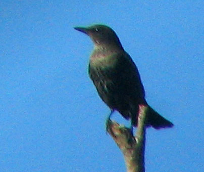 Femelle, Ouessant (29), 17 octobre 2006. Photo Franois Sit.