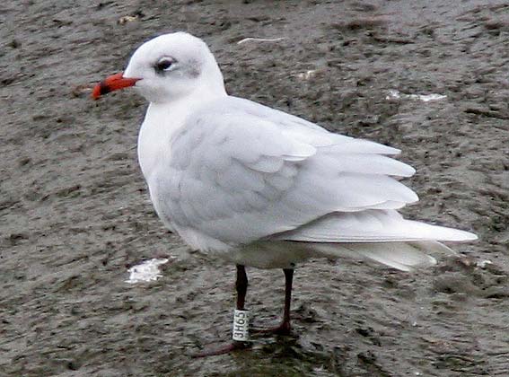 Mouette mlanocphale adulte bague, Penz (Finistre), 1er novembre 2007, photo Franois Sit.