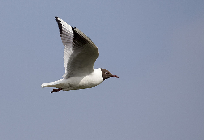 Adulte en plumage nuptial, marais de Lasn (Saint-Armel, Morbihan), 31 mai 2013, photo Jean-Michel Lucas.