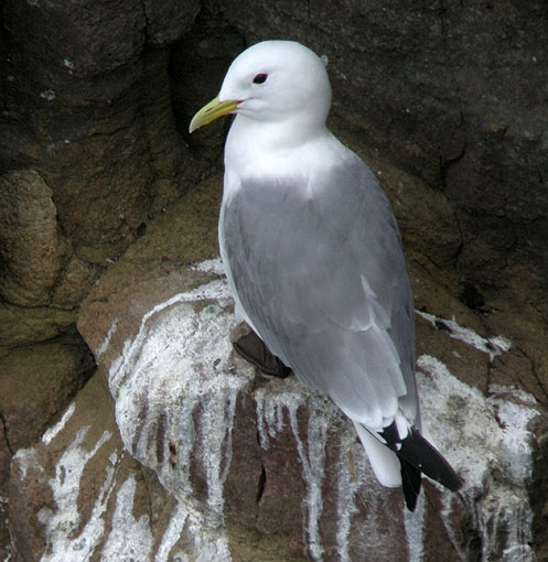 Adulte en plumage nuptial, Cap Frhel (Ctes-d'Armor), 24 avril 2013, photo Franois Sit.