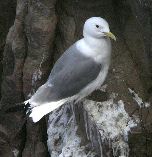 Adulte en plumage nuptial, Cap Frhel (Ctes-d'Armor), 24 avril 2013, photo Franois Sit.