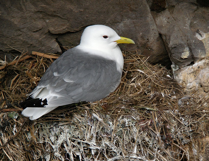 Adulte au nid, Cap Frhel (Ctes-d''Armor), 28 mai 2013, photo Franois Sit.